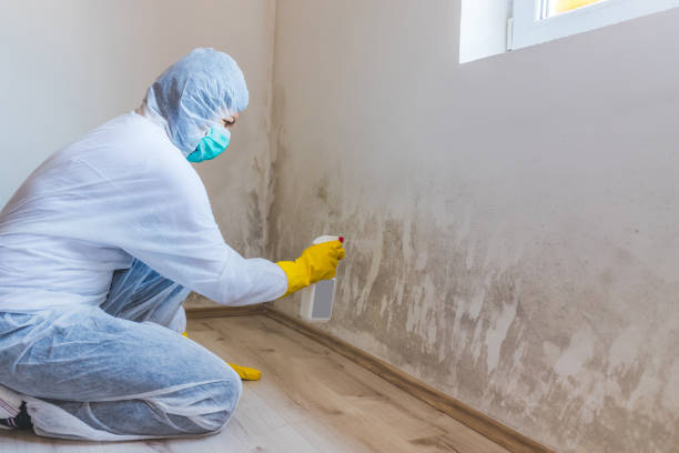 Mold Remediation specialist working in Long Valley